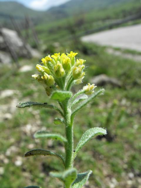 Alyssum campestre